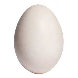 Sveža konzumna jaja A klasa XL